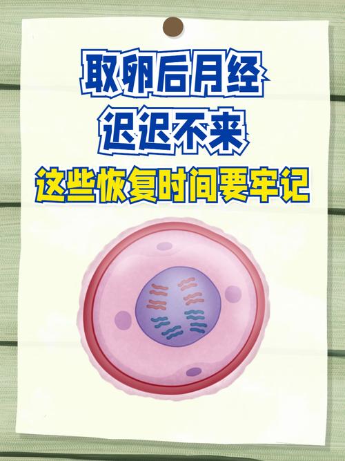 事项试管注意取卵后注意什么_事项试管注意取卵后多久移植_试管取卵后注意事项