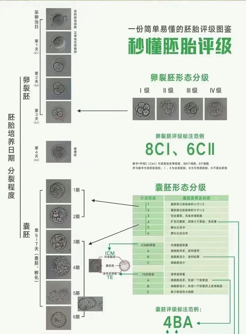卵裂胚评分_卵裂胚分级_卵裂期胚胎质量评估指标