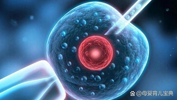 试管婴儿的代价_试管婴儿代数_三代试管婴儿